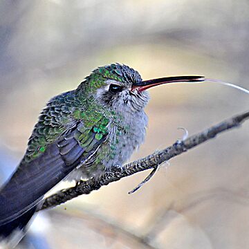 Artwork thumbnail, Toungue Out Hummer by Judy Ann Grant