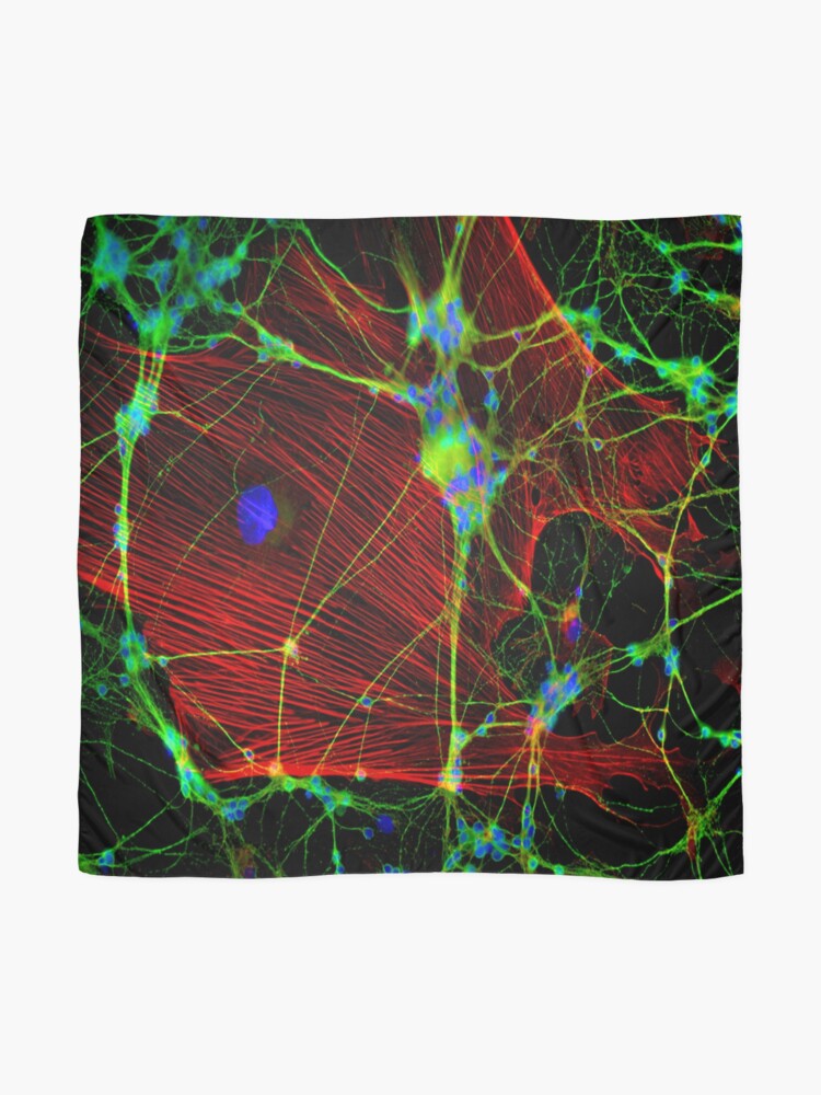 Alternate view of Synapses Scarf