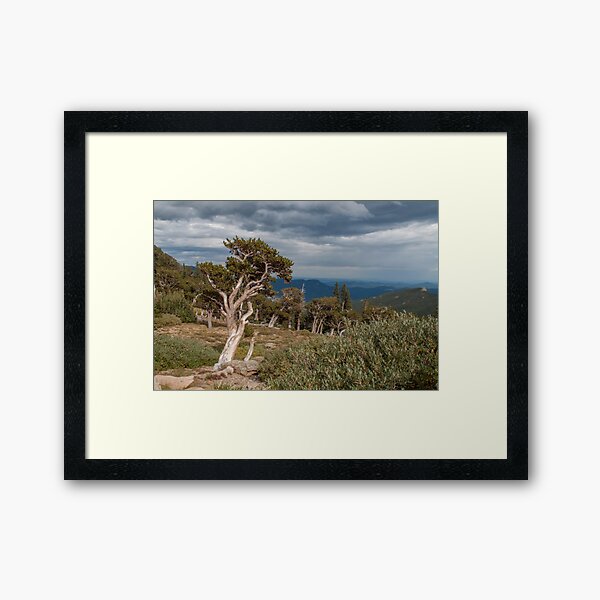 Item preview, Timberline designed and sold by Greg Birkett.