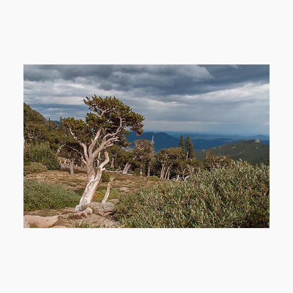 Item preview, Timberline designed and sold by Greg Birkett.