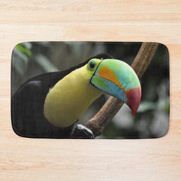 Item preview, keel-billed, sulfur-breasted or rainbow-billed toucan (Ramphastos sulfuratus) designed and sold by Schoensl.
