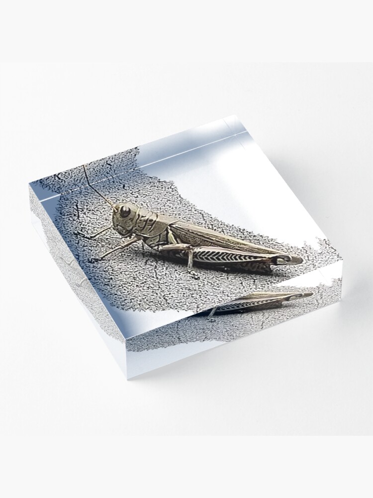 Alternate view of Mechanic Grasshopper Acrylic Block