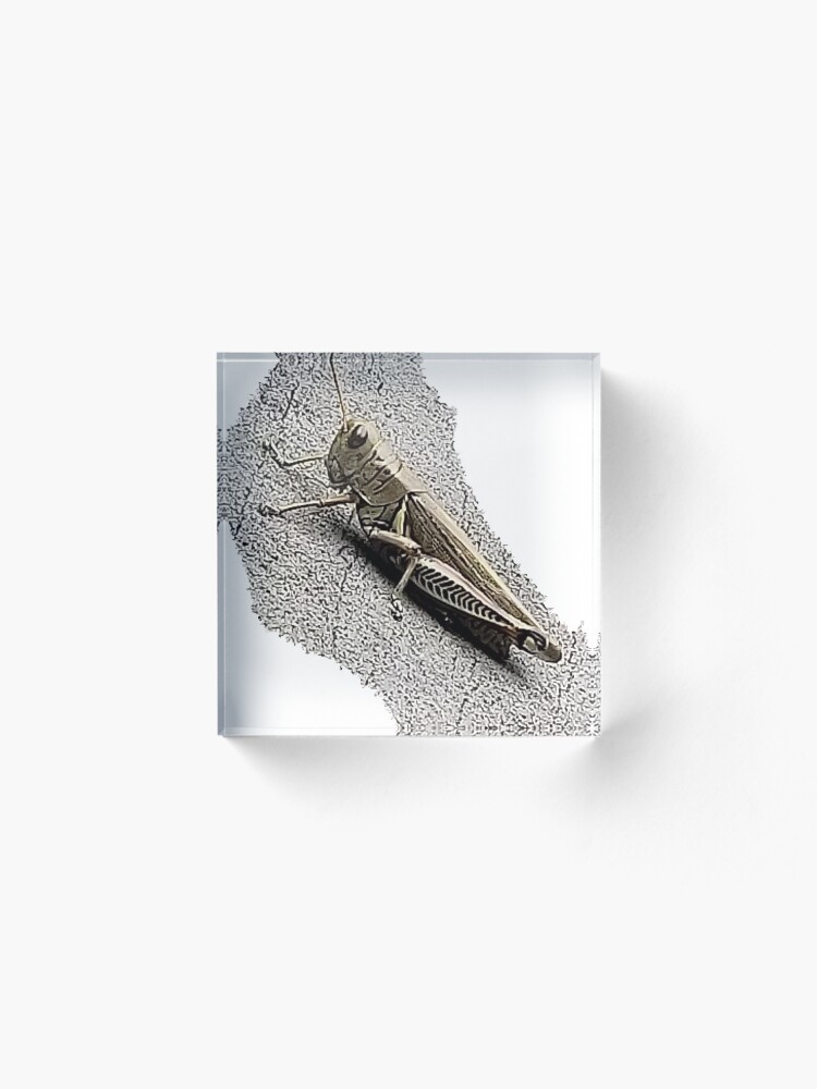 Alternate view of Mechanic Grasshopper Acrylic Block