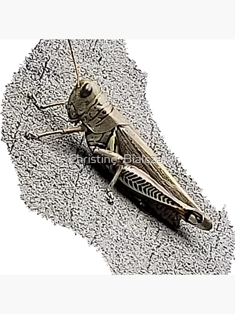 Mechanic Grasshopper by stinewriting
