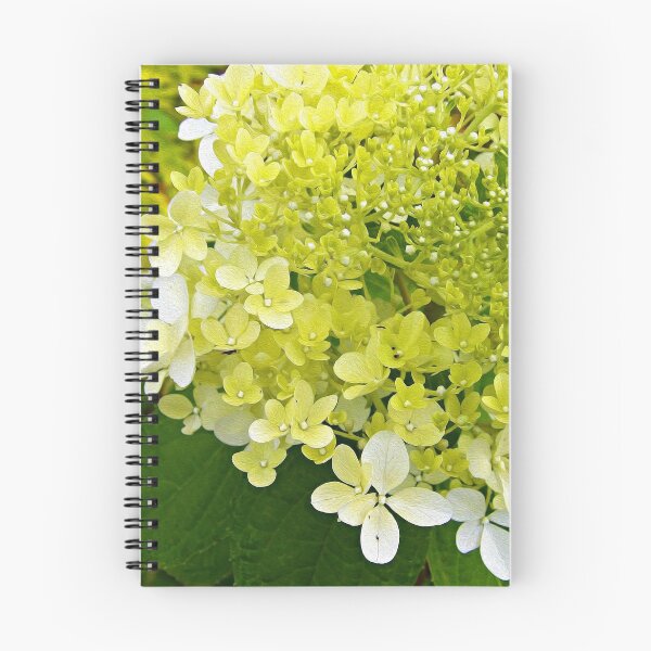 Aperçu de l'œuvre Élégante Macro D'hortensia Vert Limelight Chartreuse créée et vendue par myrubiogarden.