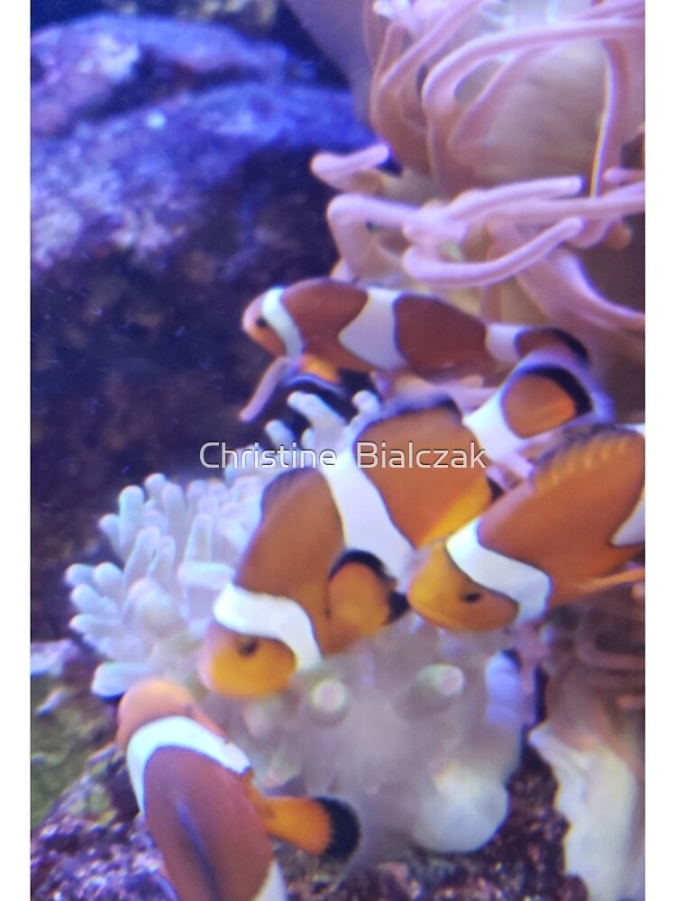 clownfish by stinewriting