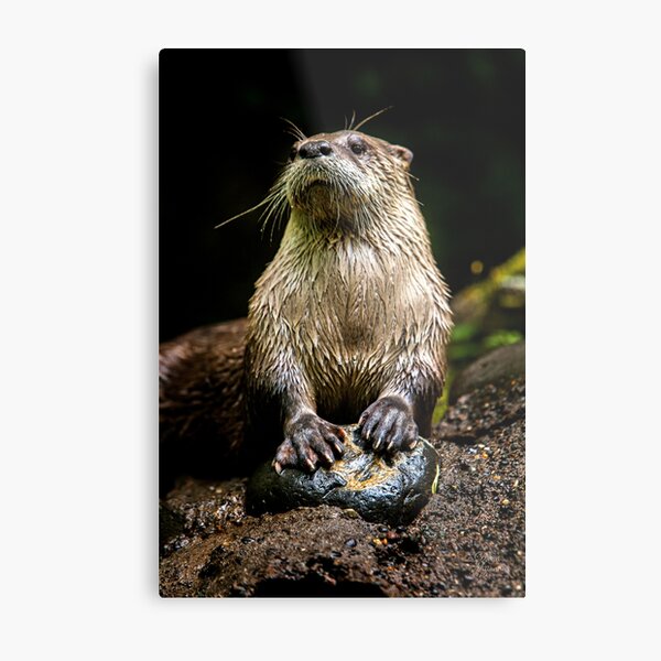Otter Paws, Otter Prints, Cute Otter Art, © DAM Creative Metal Print