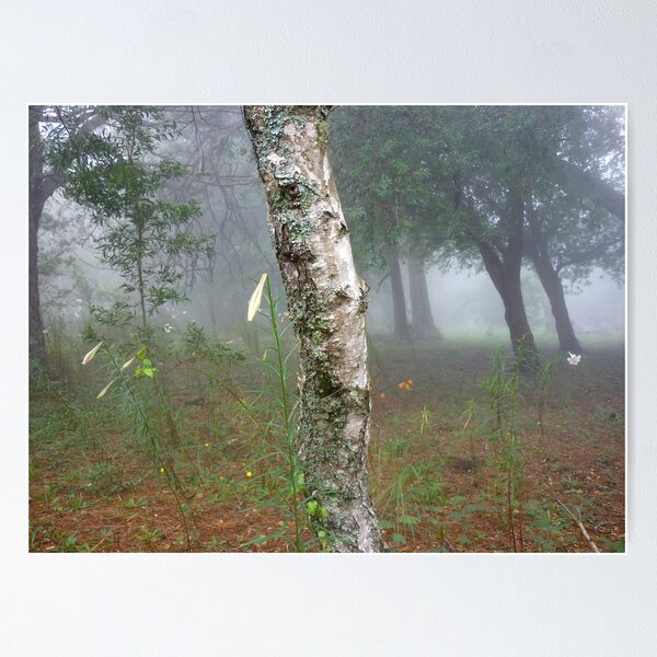 Item preview, Birch in mist designed and sold by Amanda Gazidis.
