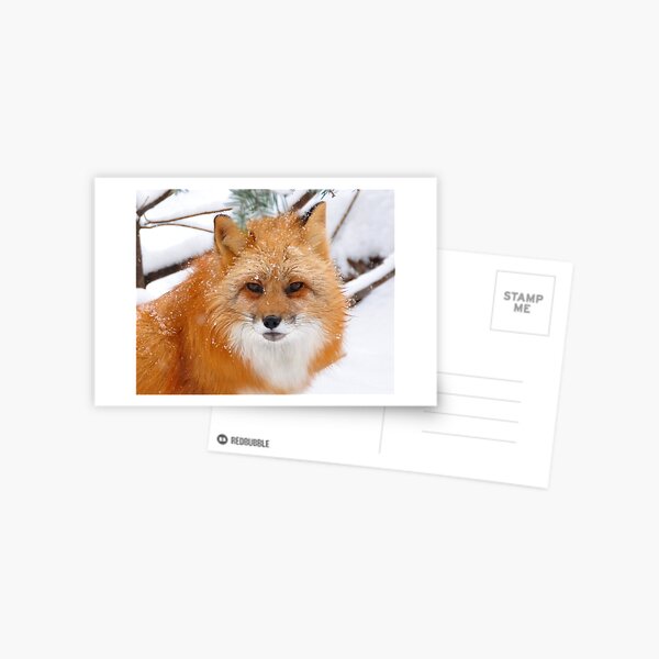 Red Fox Postcard