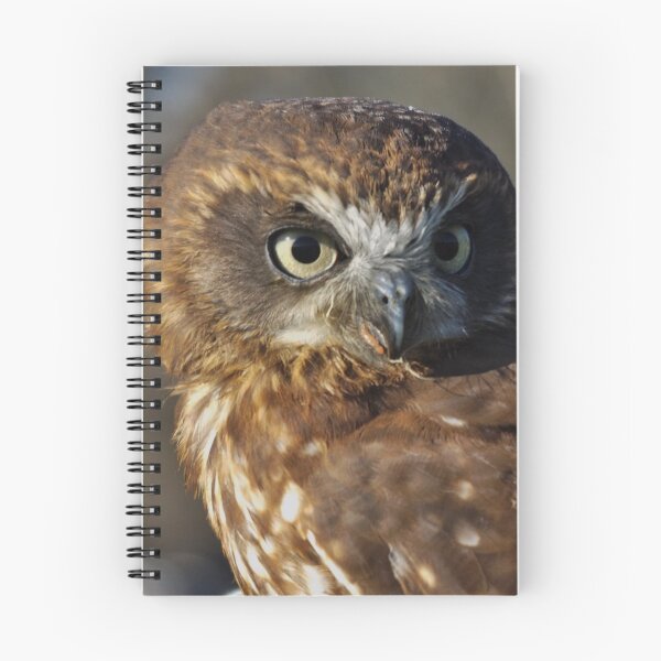Item preview, Boobook owl designed and sold by derbyshireduck.