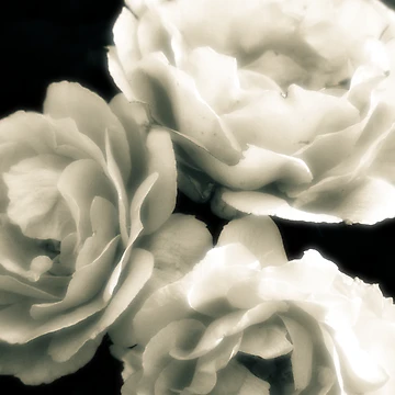 Artwork thumbnail, Three Roses by MLabuda