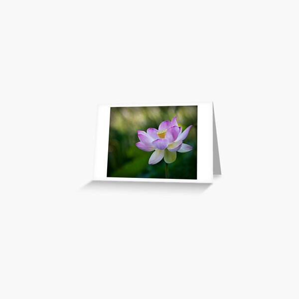 Lotus Greeting Card