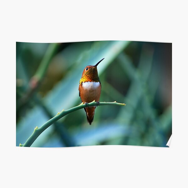 Hummingbird Poster