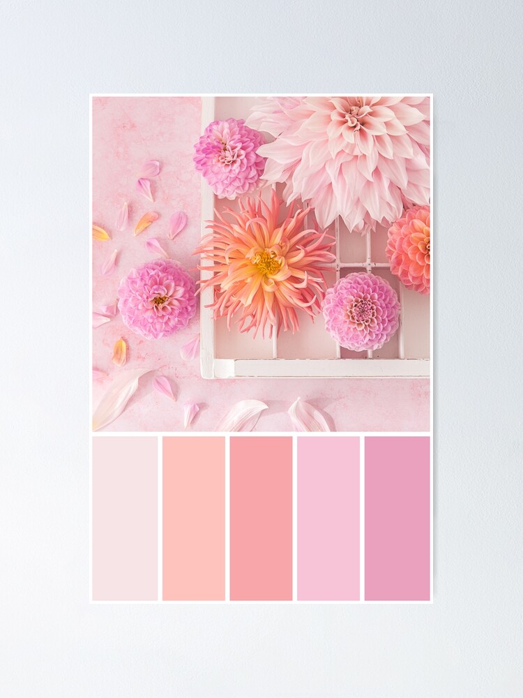 Dahlia Colour Palette In Pink And Orange Poster By Zoepower Redbubble