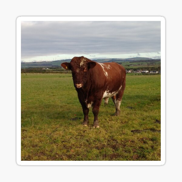 Bull Sticker