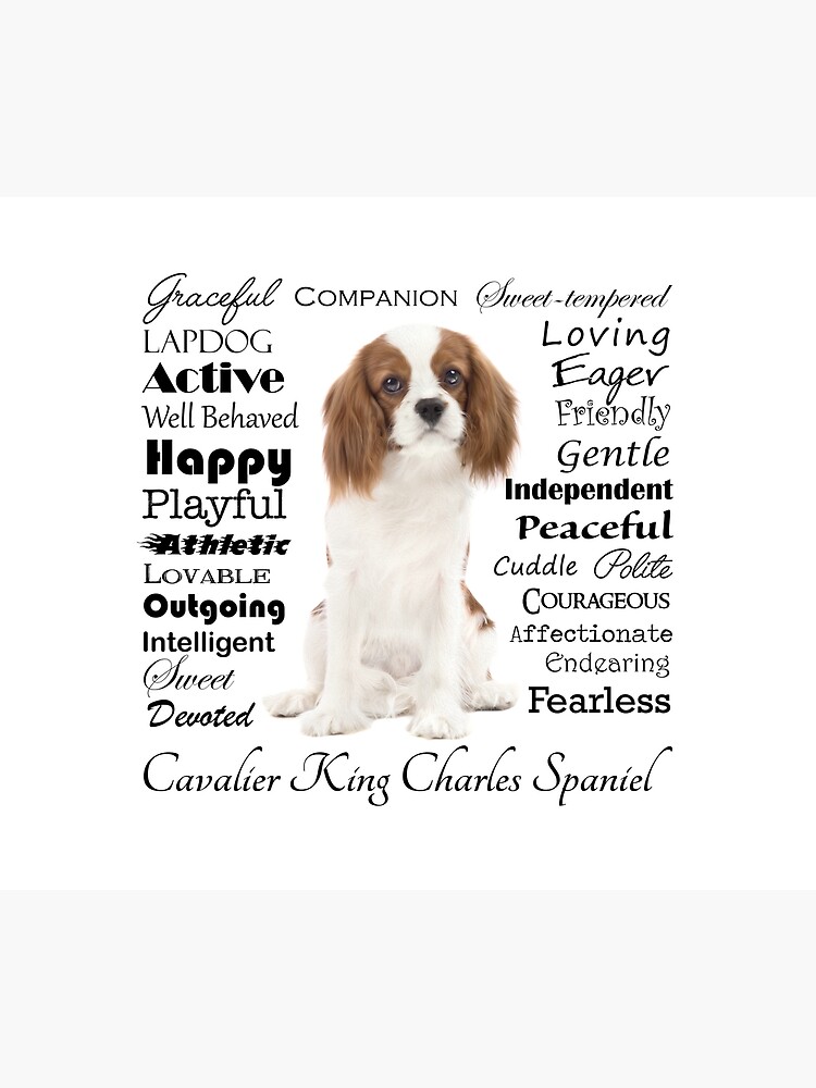 Cavalier King Charles Spaniels: Friendly, playful, and affectionate