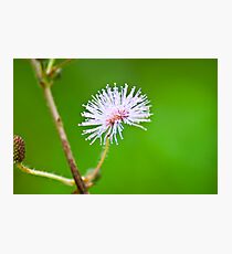 Spike Photographic Print