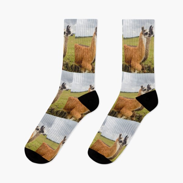 Item preview, Two young Llamas  designed and sold by raymona pooler.