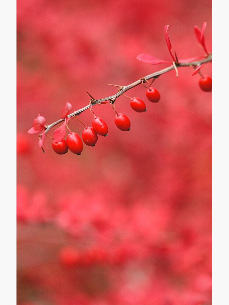 Close-up of red barberry by Juhku