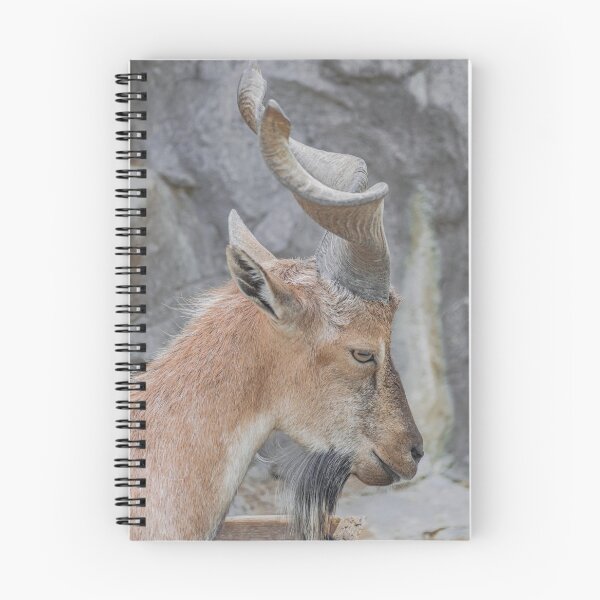 Item preview, Young male Markhor, (Capra falconeri) designed and sold by Martin Leber.