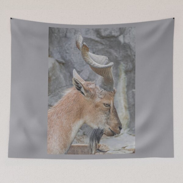 Item preview, Young male Markhor, (Capra falconeri) designed and sold by Martin Leber.