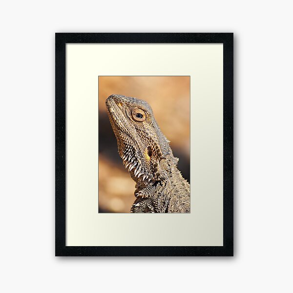 Item preview, Central Bearded Dragon - Head closeup designed and sold by clearviewstock.
