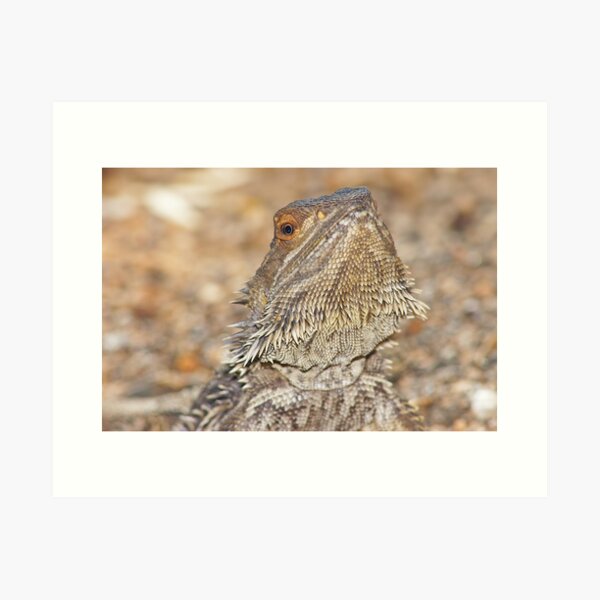 Item preview, Central Bearded Dragon - Close up of face designed and sold by clearviewstock.