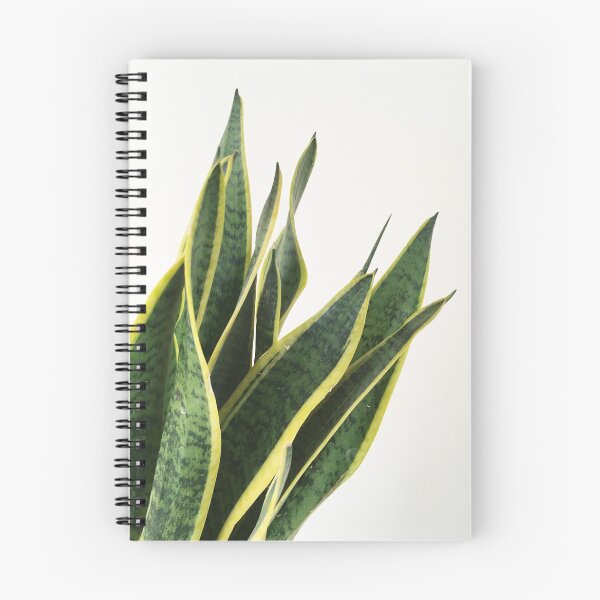 Item preview, Sansevieria designed and sold by Cassia Beck.