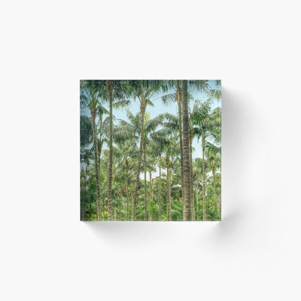 Aperçu de l'œuvre palmiers, fond de jungle tropicale créée et vendue par ohaniki.