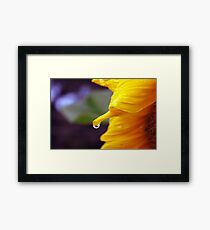 Raindrop on a Sunflower Framed Print