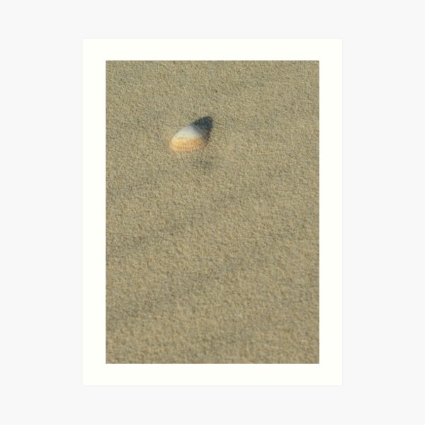 shell Art Print