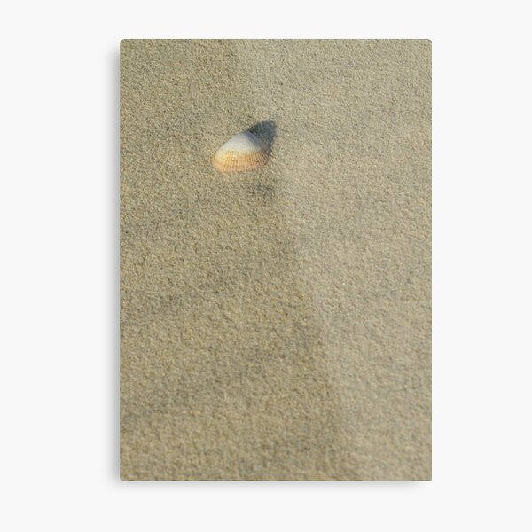 shell Metal Print