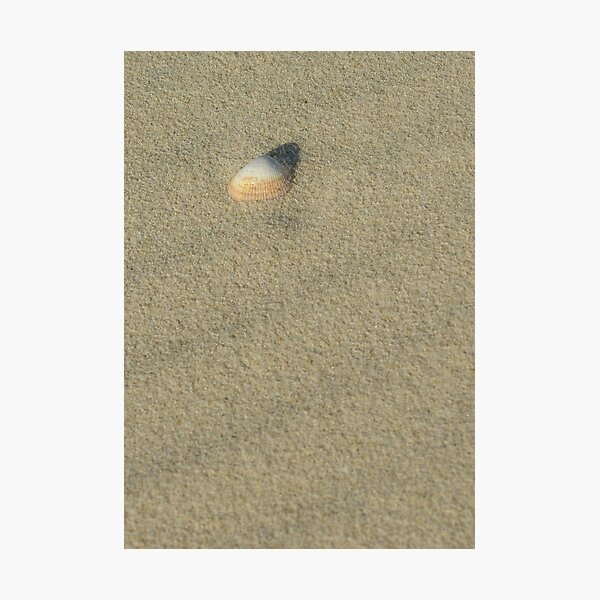 shell Photographic Print
