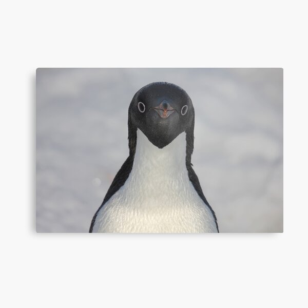 Penguin portrait Metal Print