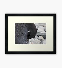 Adelie penguin Framed Print