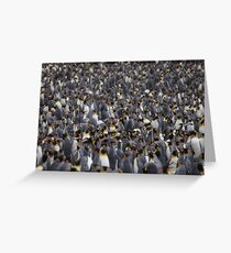King penguins rookery Greeting Card