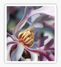 Pink Magnolia Sticker