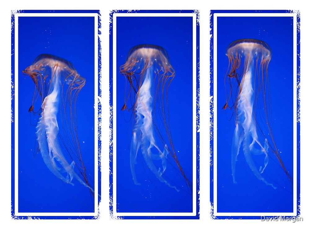 "Jellyfish Movement Triptych" by David Redbubble