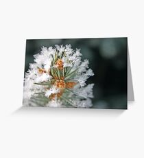 Pine Decorations Greeting Card