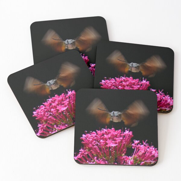 Item preview, Hawkmoth, Castiglioncello Del Trinoro, Tuscany designed and sold by AndrewJonesFoto.