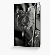 Delicate threads of life Greeting Card