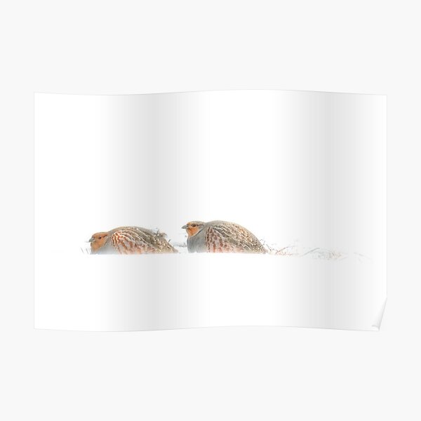 Gray Partridge Poster