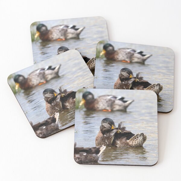 Aperçu de l'œuvre Canards colverts en plumage éclipse créée et vendue par GreyFeatherPhot.