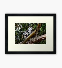 Two Kookaburra's Laughing at YOU! Framed Print