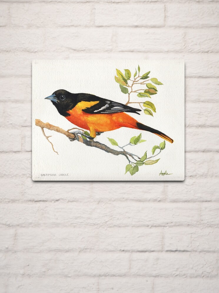 Baltimore Oriole Bird Portrait Print From My Original 