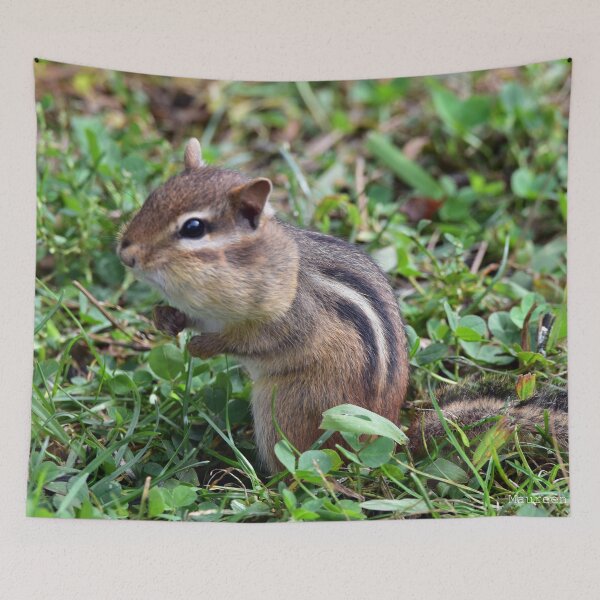 Item preview, Chipmunk "Cheeks" designed and sold by Maureen Zaharie.