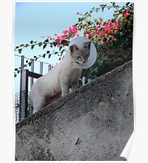 Defiant Accessory Poster