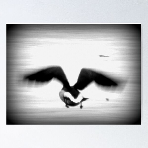 Item preview, " In Flight" designed and sold by tmtphotography.