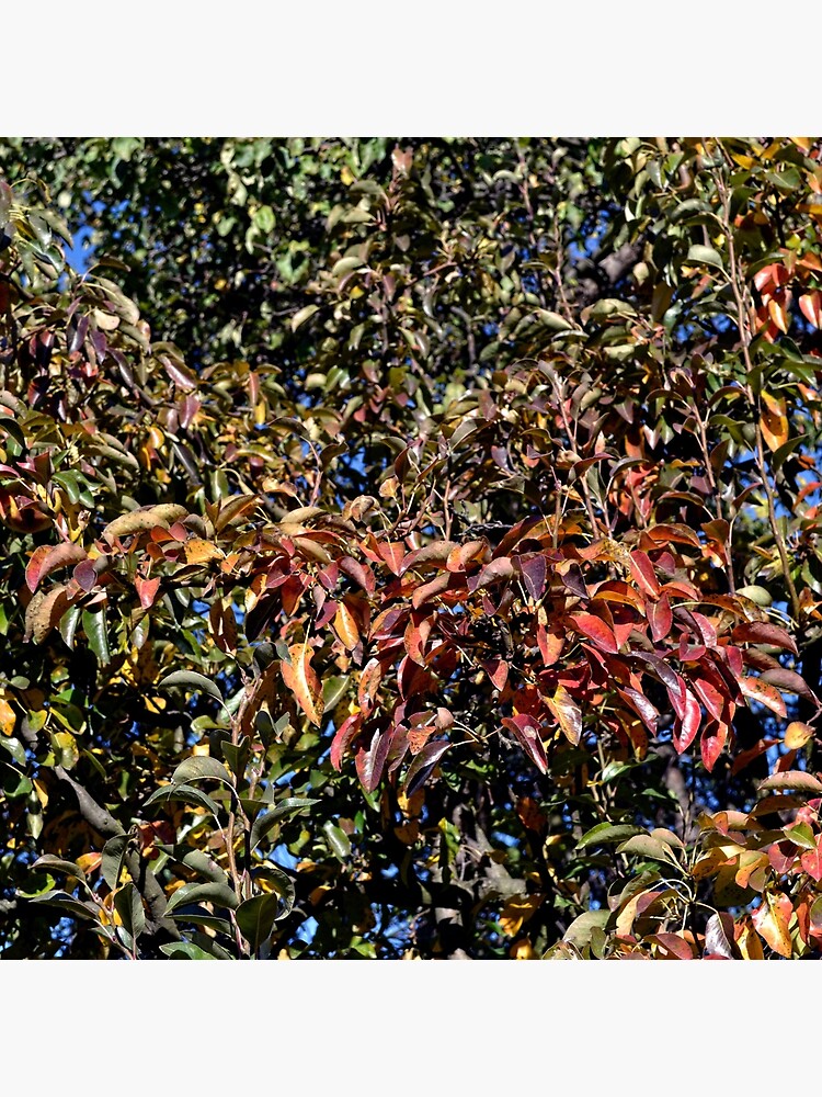 Autumn landscape, leaves. by starchim01