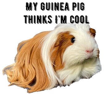 Funny Guinea Pig T Shirts | My Guinea Pig Thinks I'm Cool Funny Guinea Pig T Shirts | My Guinea Pig Thinks I'm Cool